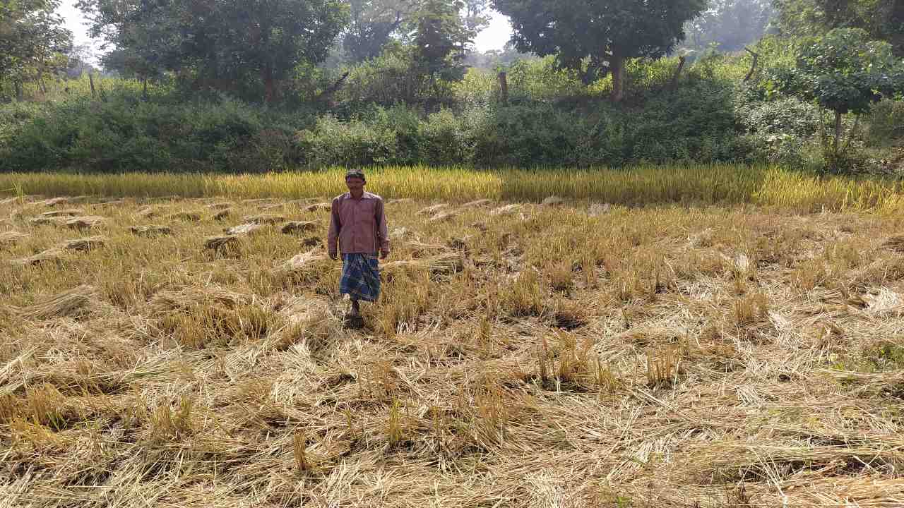 हाथियों के चिंघाड़ से दहशत में ग्राम कोनारी, दो किसानों का फसल नुकसान